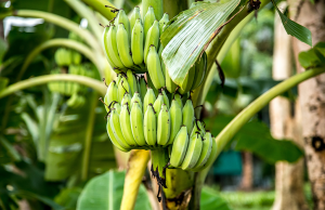 Bananera Noboa redujo su deuda al SRI de $ 95 a $ 3,5 millones