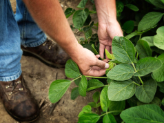 La soya sostenible fortalece la seguridad alimentaria en Ecuador