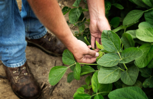 La soya sostenible fortalece la seguridad alimentaria en Ecuador