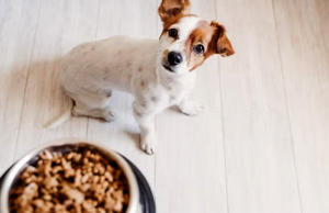 Las vitaminas: aliados esenciales para la salud y vitalidad de los perros adultos