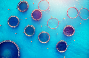 La acuacultura marca un nuevo hito global impulsada por la soya sostenible de Estados Unidos