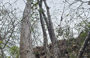 Investigadores UTPL describen una nueva especie de árbol tropical