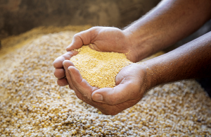 La soya sostenible de EE. UU., motor de una avicultura ambientalmente responsable