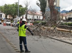 Dos árboles en mal estado fueron intervenidos en la plaza de San Sebastián