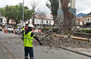 Dos árboles en mal estado fueron intervenidos en la plaza de San Sebastián