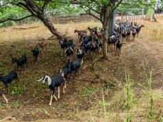 La capricultura es más que una actividad productiva, es una forma de sobrevivir