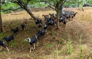 La capricultura es más que una actividad productiva, es una forma de sobrevivir